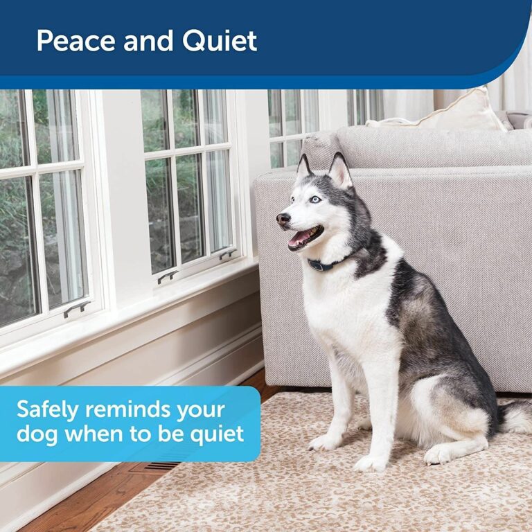 Quiet Please: The Science Behind Bark Control Collars